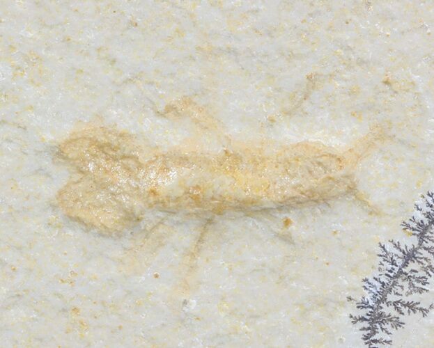 Insect or Lobster Larvae? - Solnhofen Limestone #52950